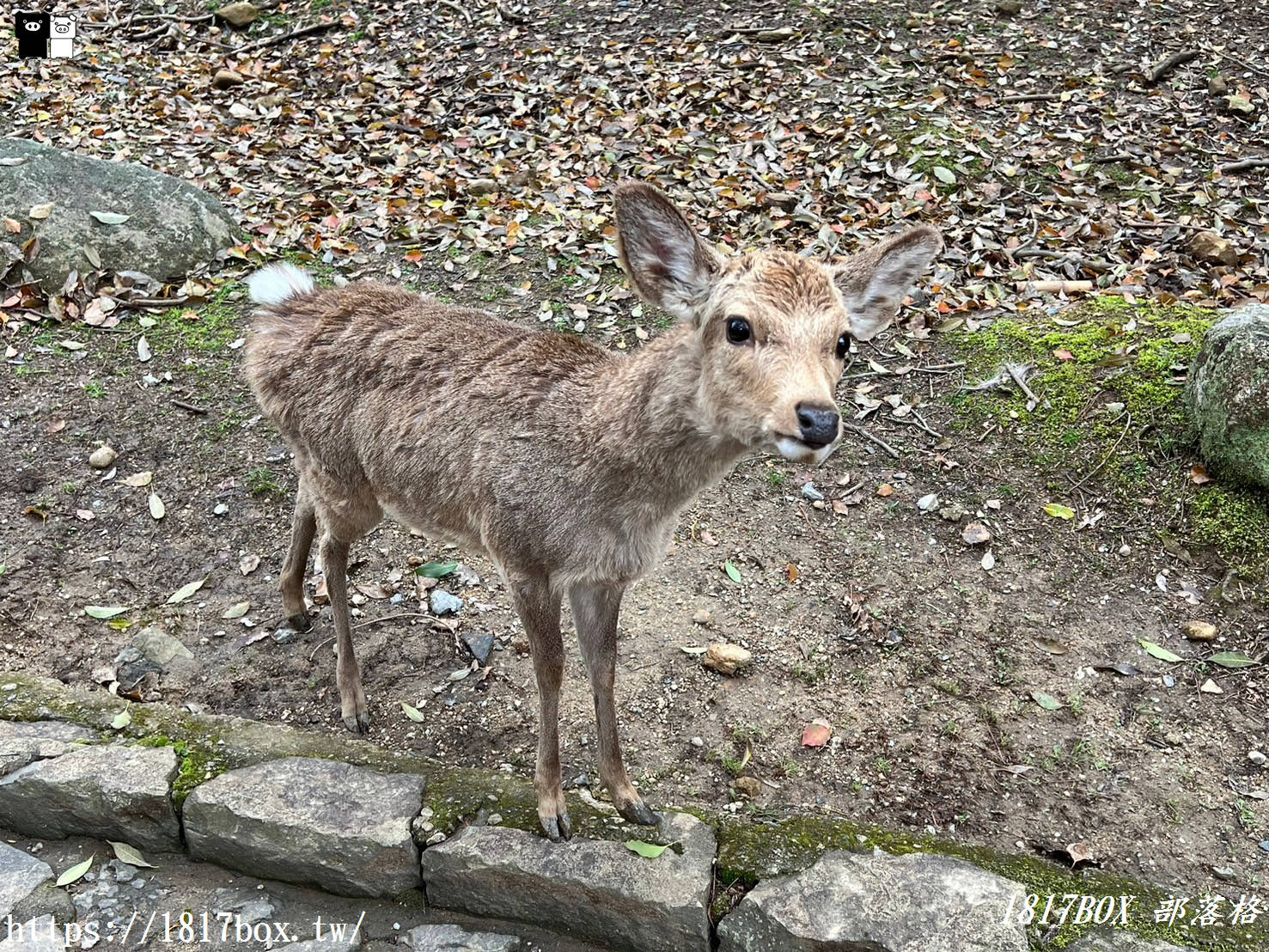 【奈良景點】奈良公園。餵梅花鹿。與超過千頭的小鹿互動拍照