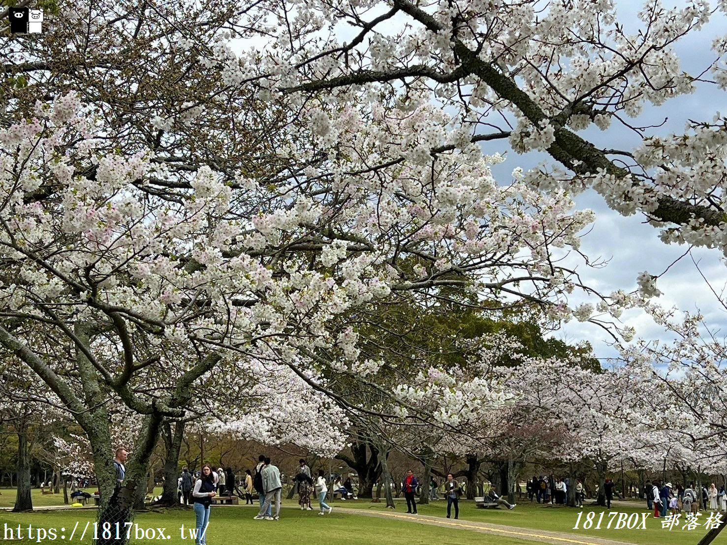 【奈良景點】奈良公園。餵梅花鹿。與超過千頭的小鹿互動拍照