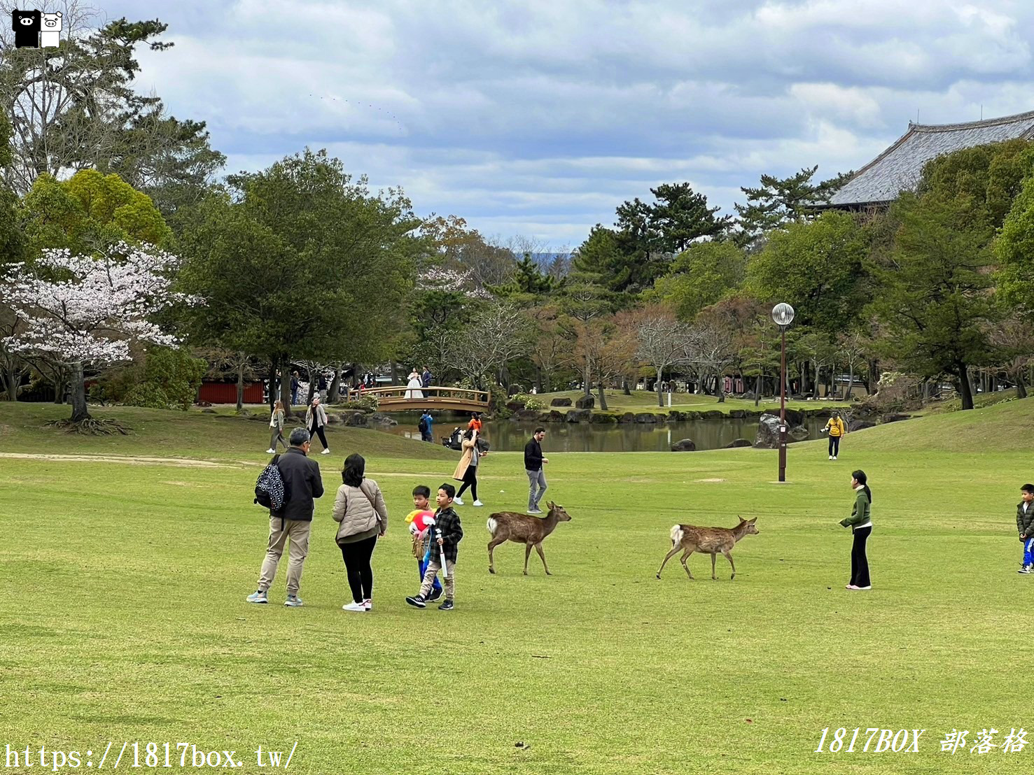 【奈良景點】奈良公園。餵梅花鹿。與超過千頭的小鹿互動拍照