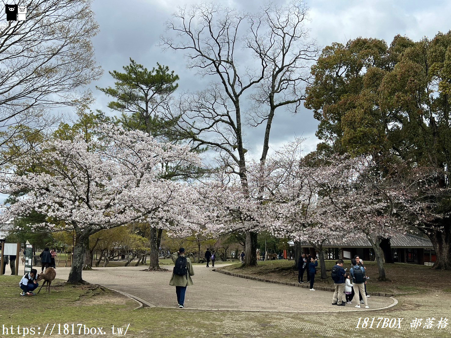 【奈良景點】奈良公園。餵梅花鹿。與超過千頭的小鹿互動拍照