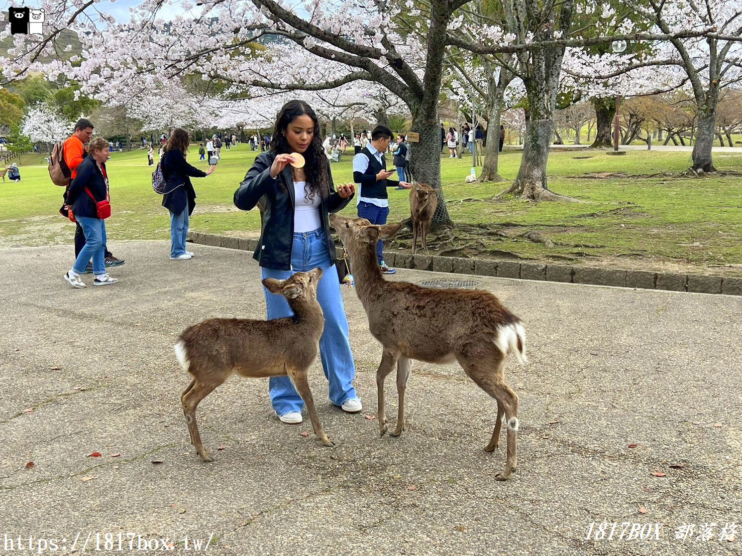 【奈良景點】奈良公園。餵梅花鹿。與超過千頭的小鹿互動拍照