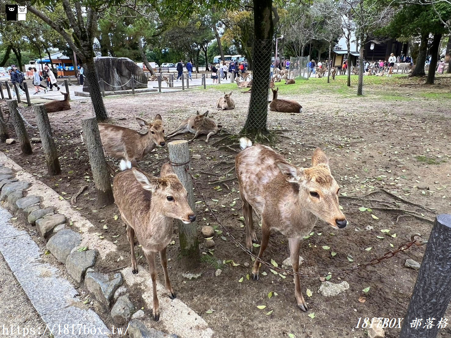 【奈良景點】奈良公園。餵梅花鹿。與超過千頭的小鹿互動拍照