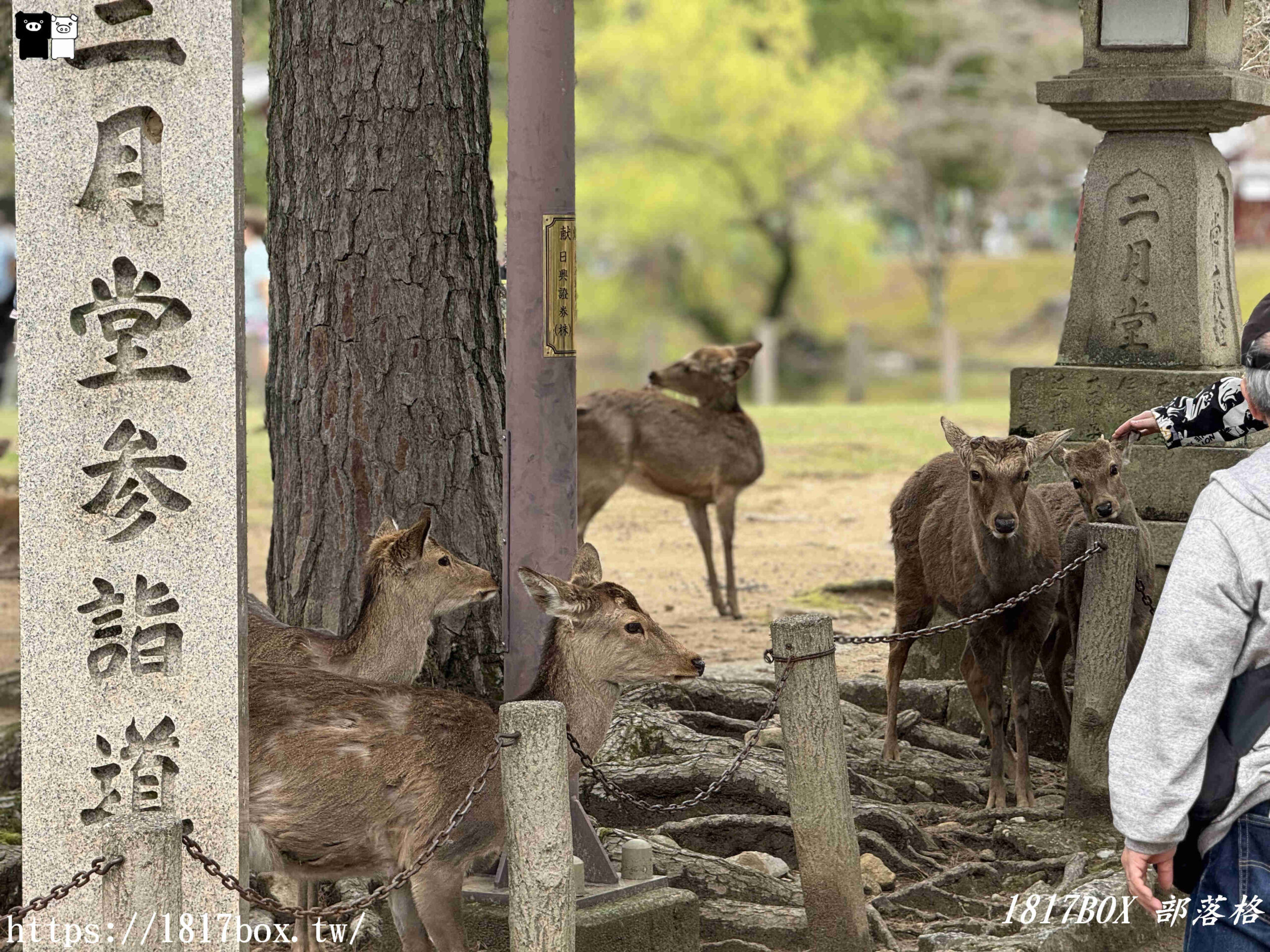 【奈良景點】東大寺。歷史悠久的奈良大佛。奈良熱門觀光景點