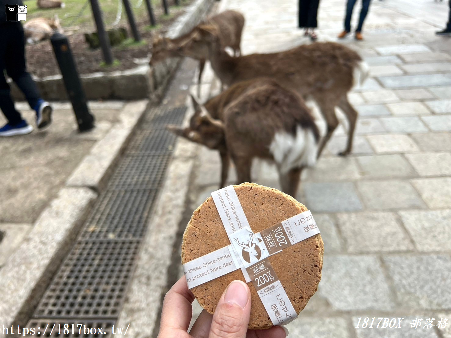 【奈良景點】東大寺。歷史悠久的奈良大佛。奈良熱門觀光景點