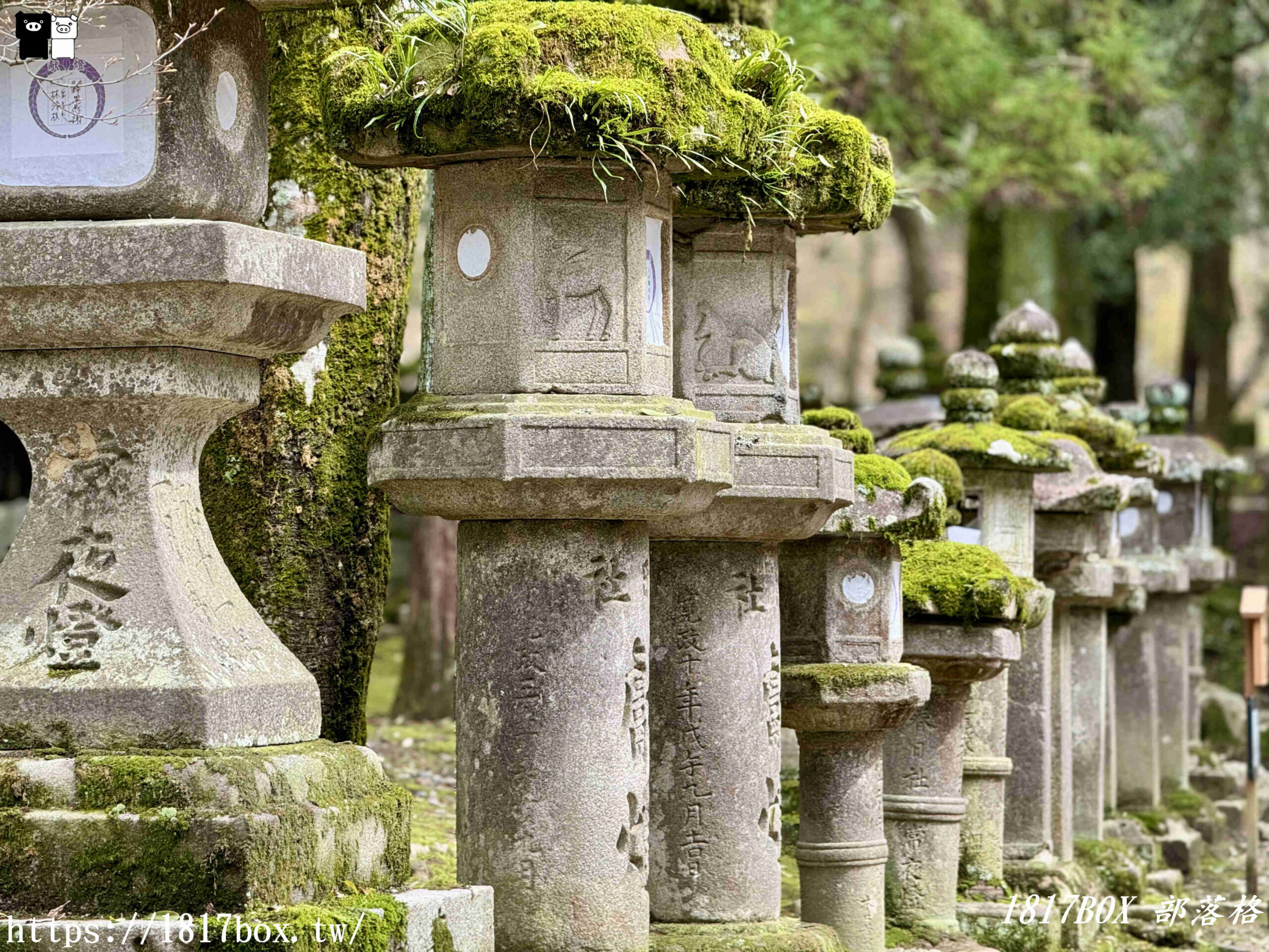 【奈良景點】春日大社。有著朱紅色建築＆美麗紫藤花。世界文化遺產