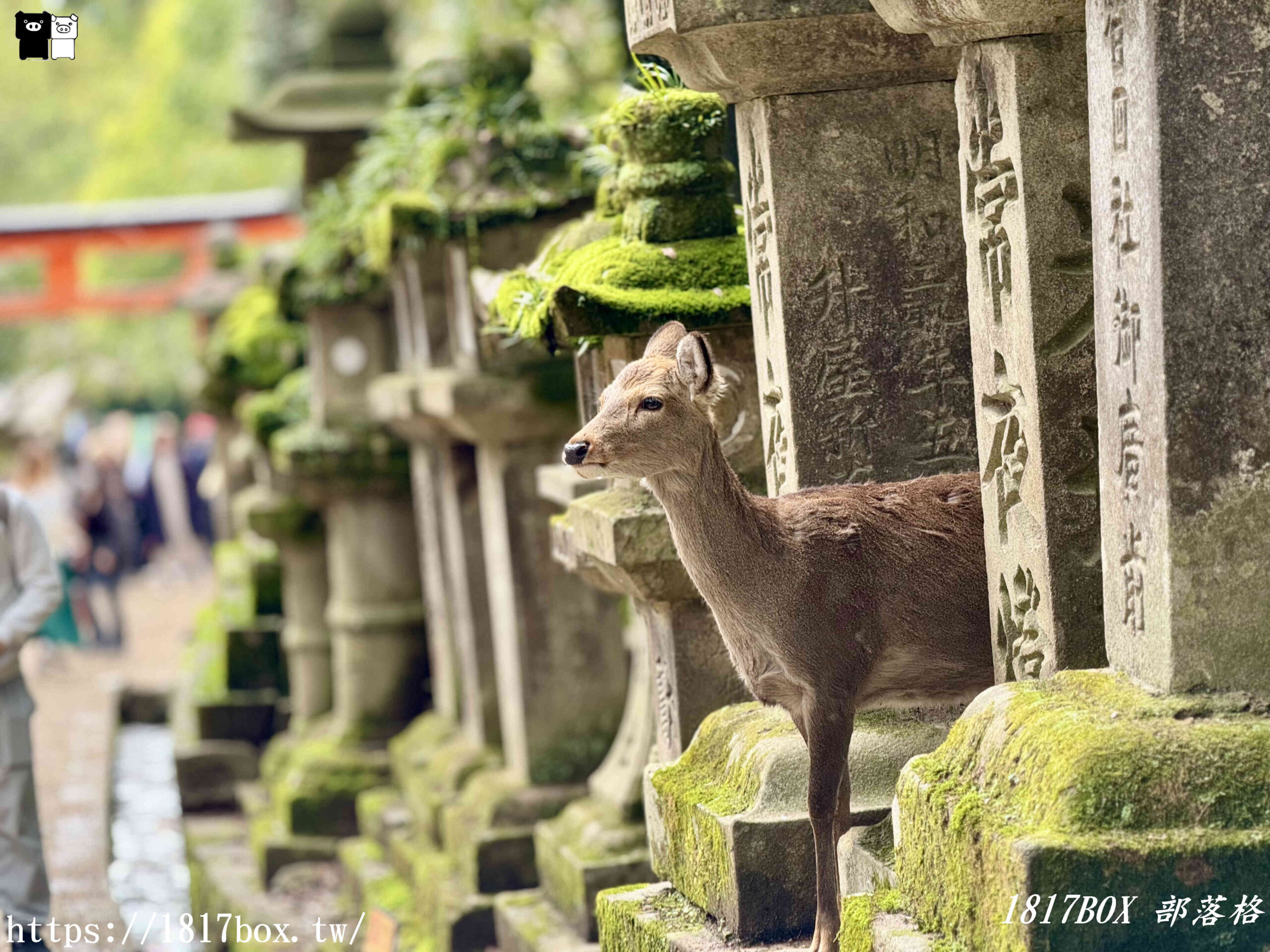 【奈良景點】春日大社。有著朱紅色建築＆美麗紫藤花。世界文化遺產