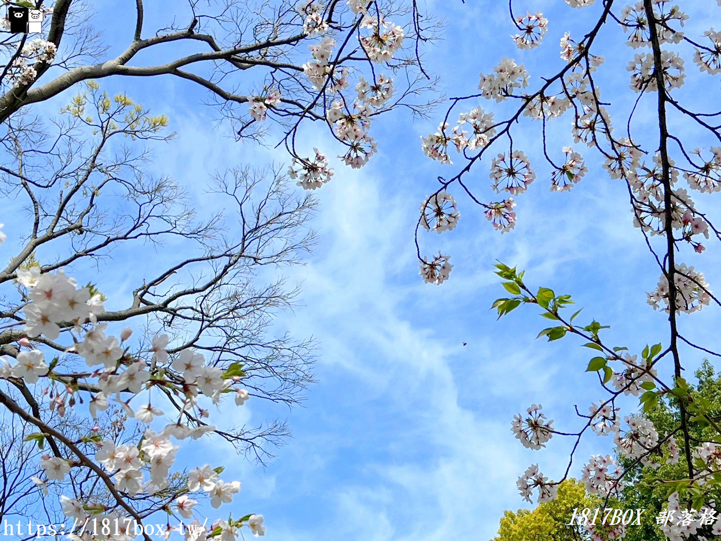 【大阪景點】大川櫻花遊覽船。大阪城御座船。天下第一的黃金和船