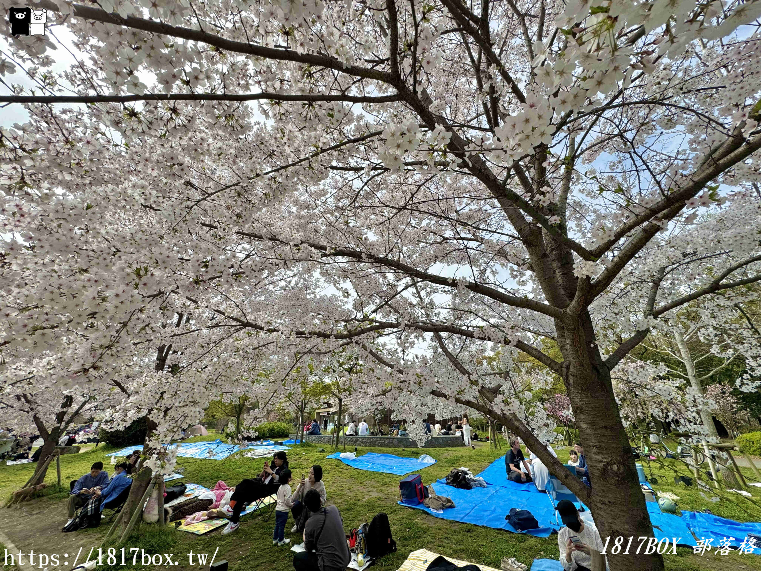 【大阪景點】絕美大阪城公園。一年四季繁花圍繞。大阪城天守閣。太閣大人的城堡