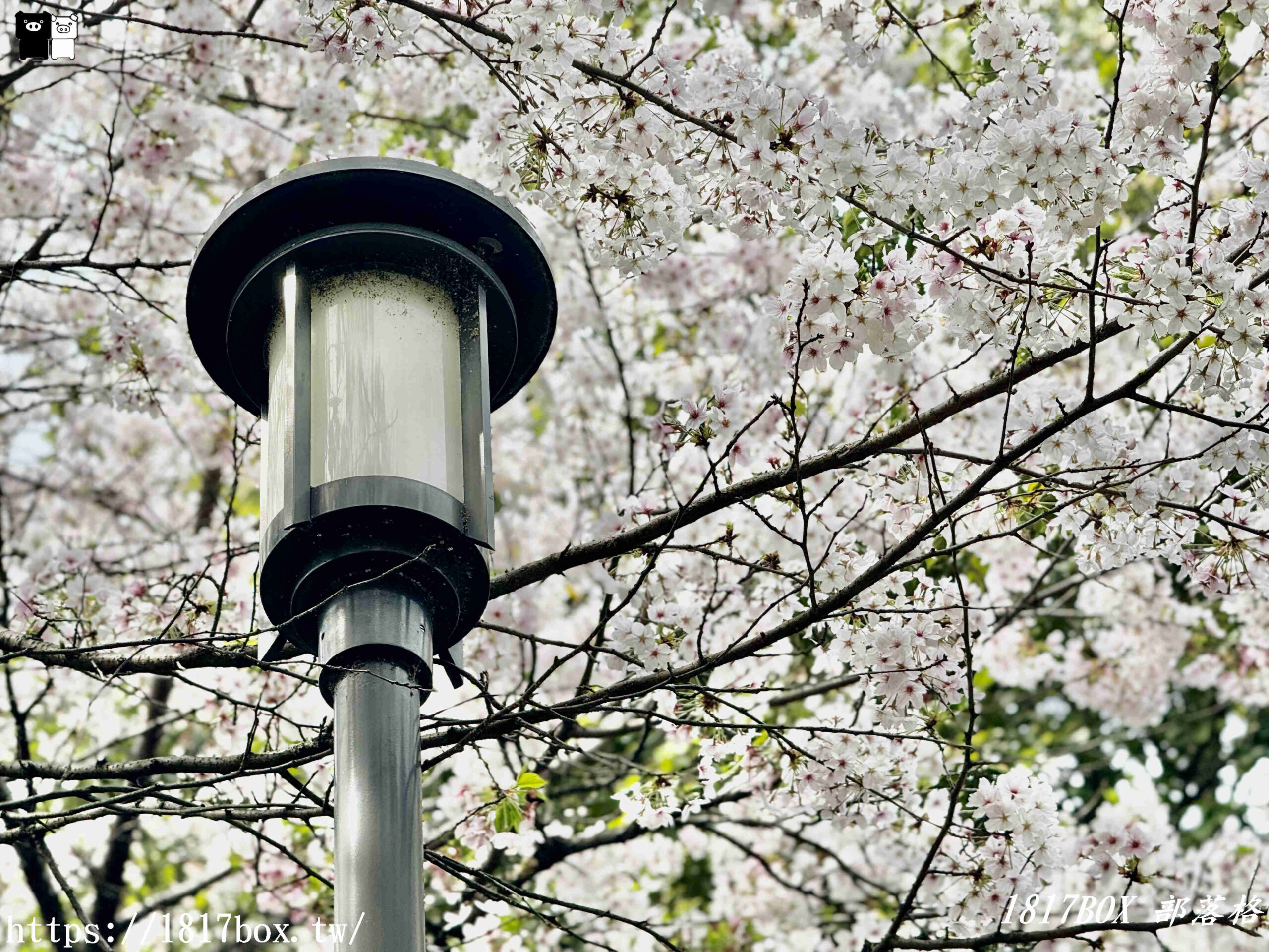 【大阪景點】絕美大阪城公園。一年四季繁花圍繞。大阪城天守閣。太閣大人的城堡