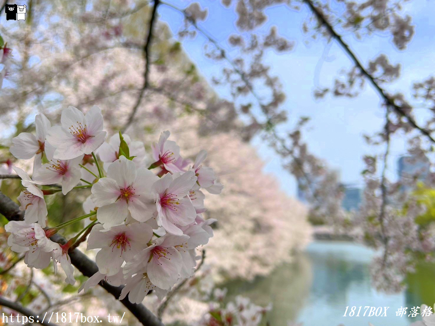 【大阪景點】絕美大阪城公園。一年四季繁花圍繞。大阪城天守閣。太閣大人的城堡