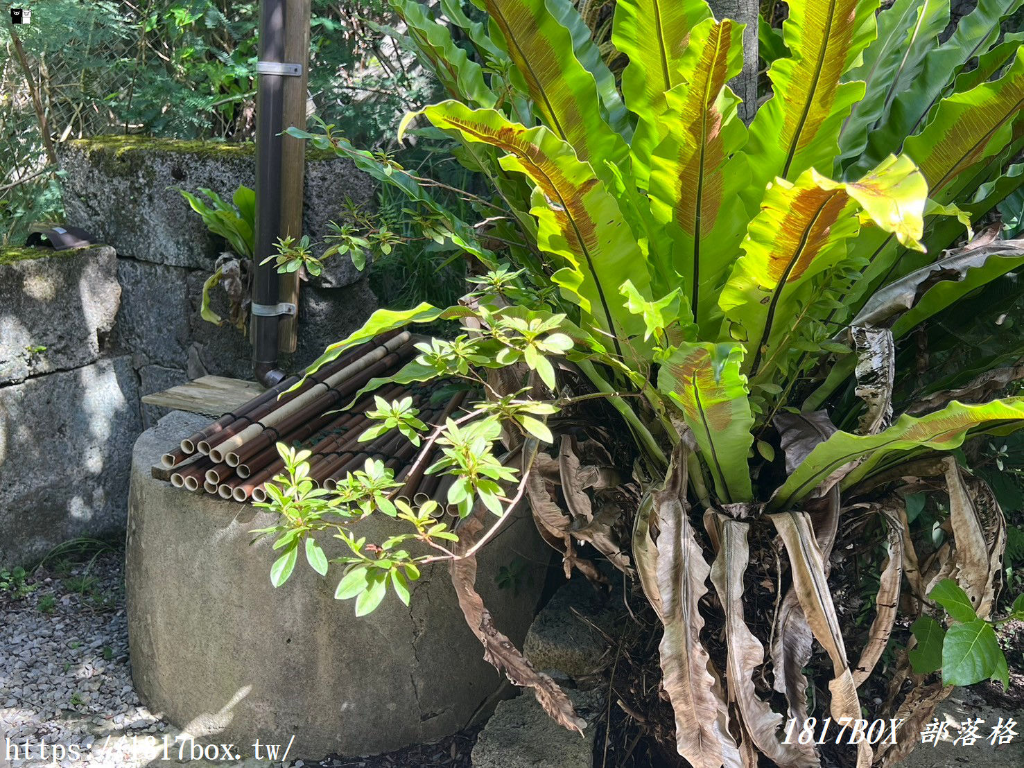 【沖繩美食】沖縄そばと茶処 屋宜家 やぎや。沖繩傳統料理。Okinawa Soba & Cafe Yagiya