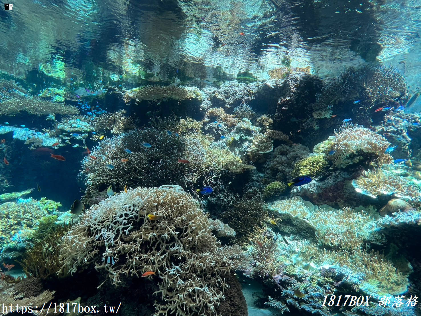 【沖繩景點】世界前三大水族館。沖繩美麗海水族館。沖繩親子遊景點首選