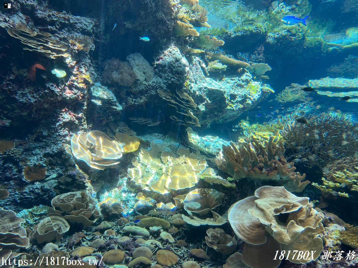 【沖繩景點】世界前三大水族館。沖繩美麗海水族館。沖繩親子遊景點首選