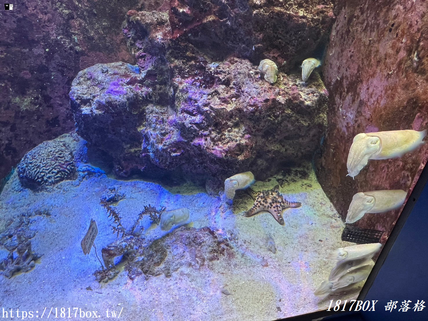 【沖繩景點】世界前三大水族館。沖繩美麗海水族館。沖繩親子遊景點首選