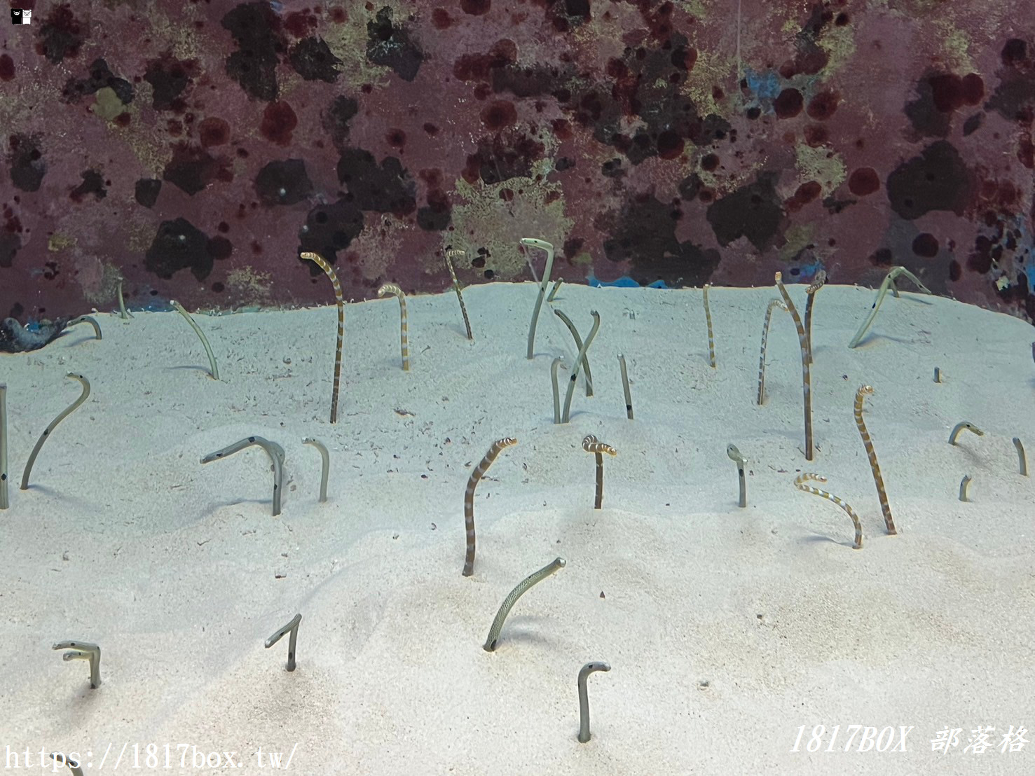 【沖繩景點】世界前三大水族館。沖繩美麗海水族館。沖繩親子遊景點首選