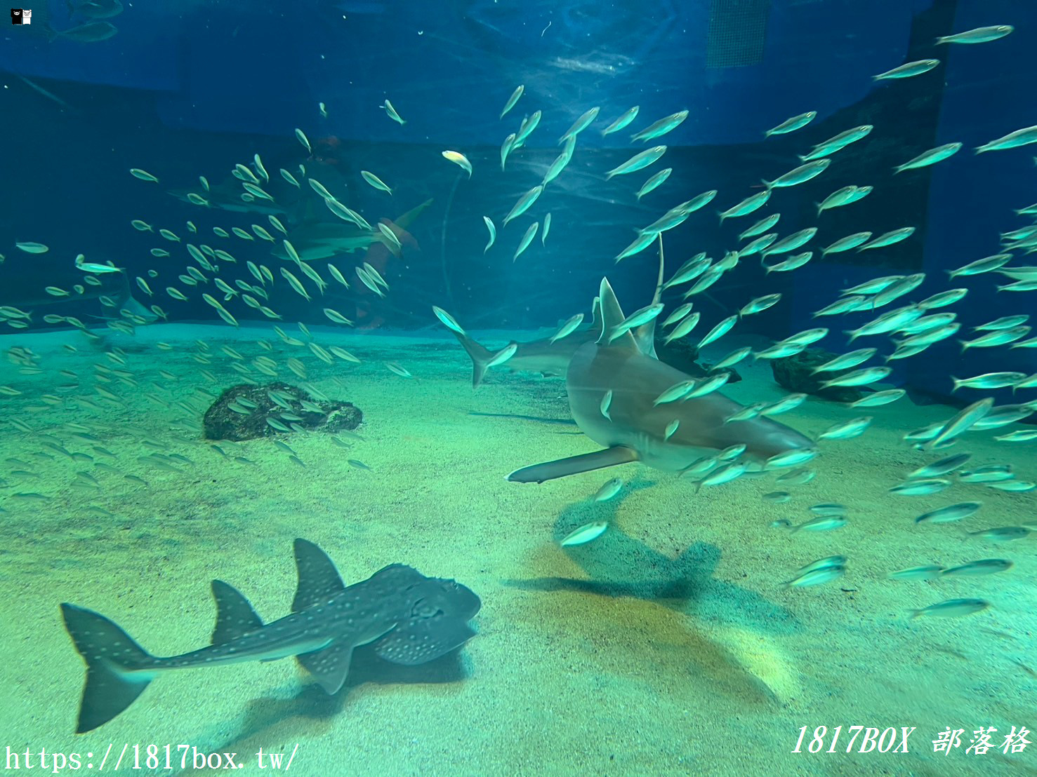 【沖繩景點】世界前三大水族館。沖繩美麗海水族館。沖繩親子遊景點首選