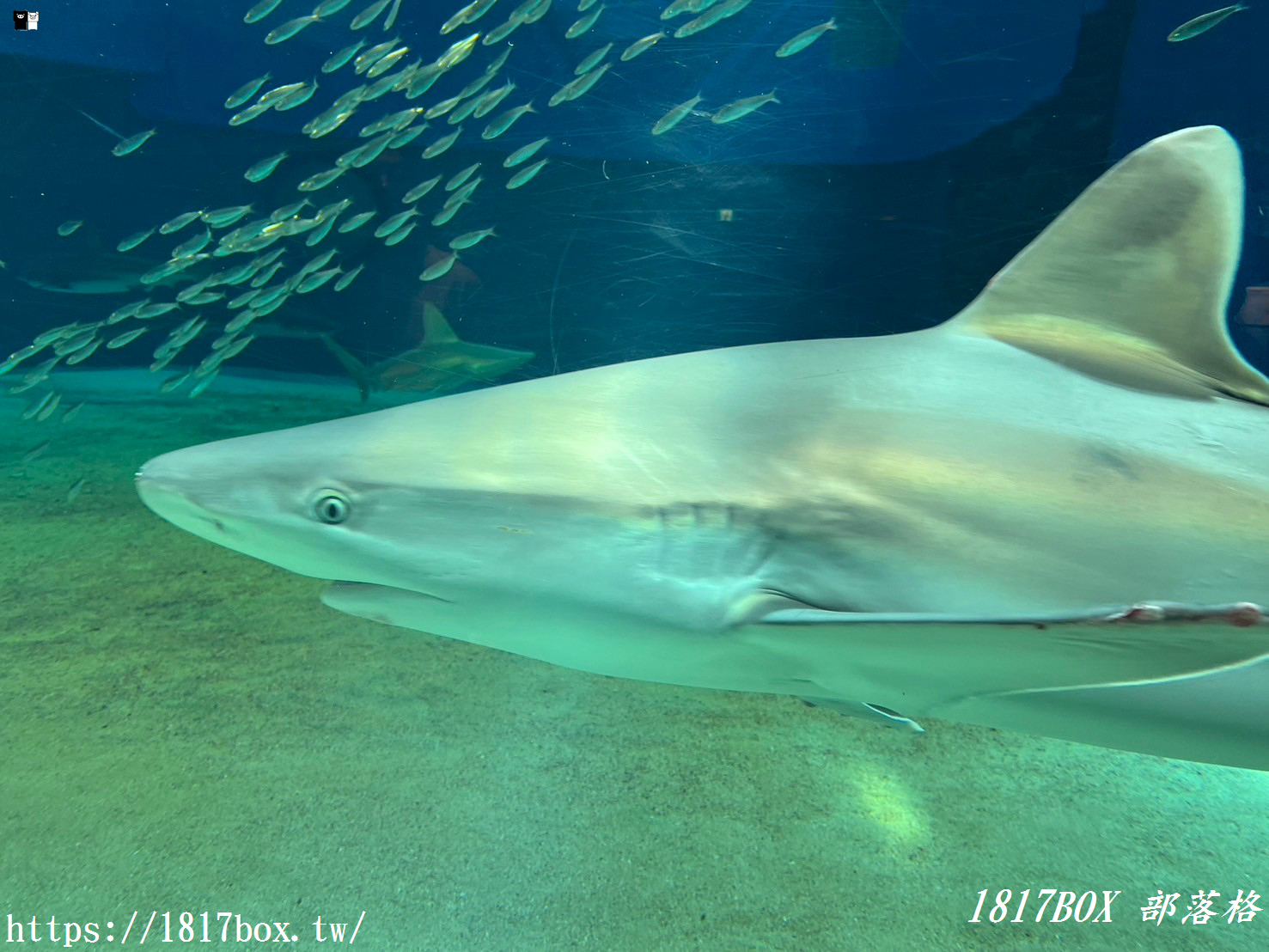 【沖繩景點】世界前三大水族館。沖繩美麗海水族館。沖繩親子遊景點首選