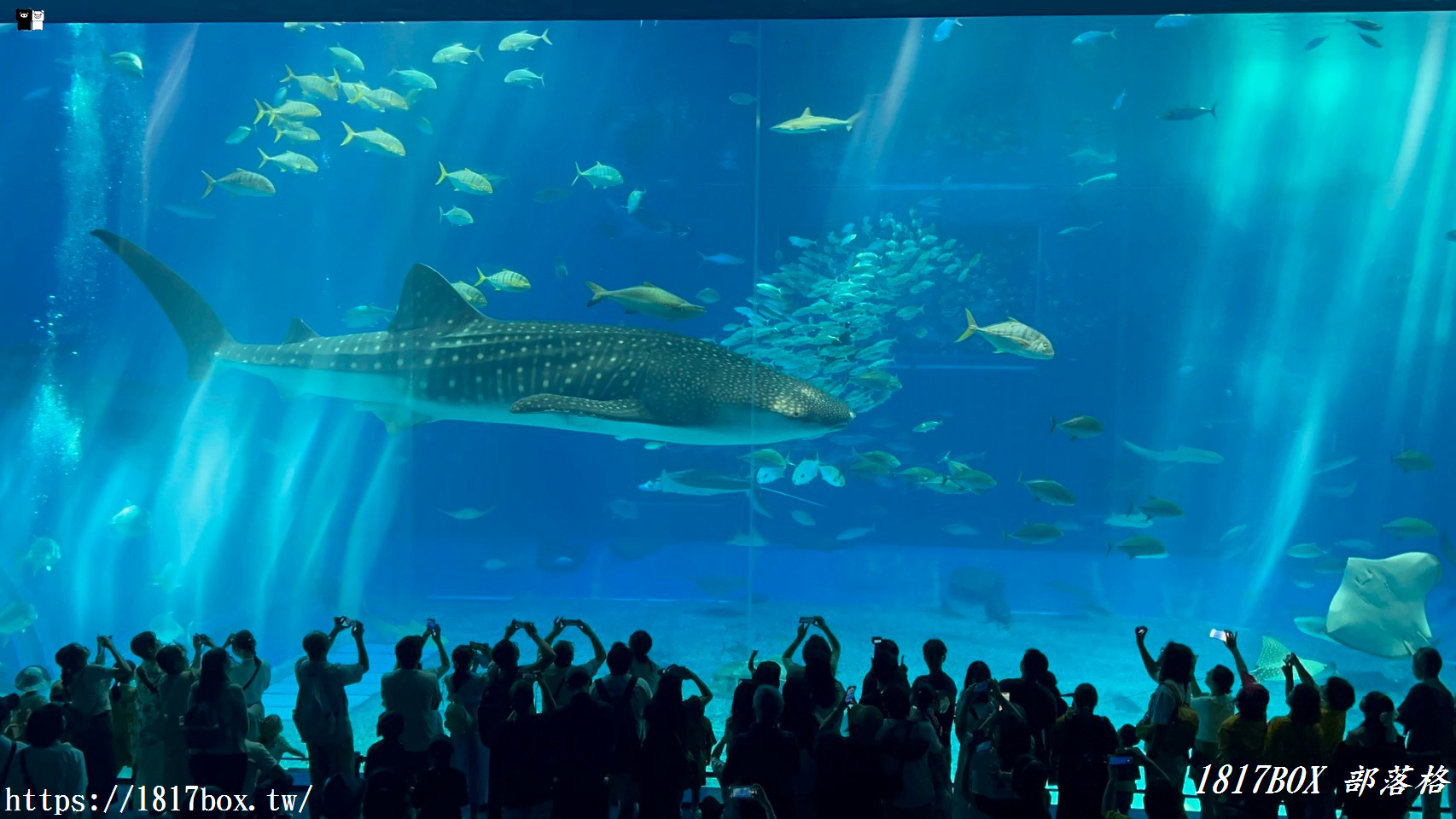 【沖繩景點】世界前三大水族館。沖繩美麗海水族館。沖繩親子遊景點首選