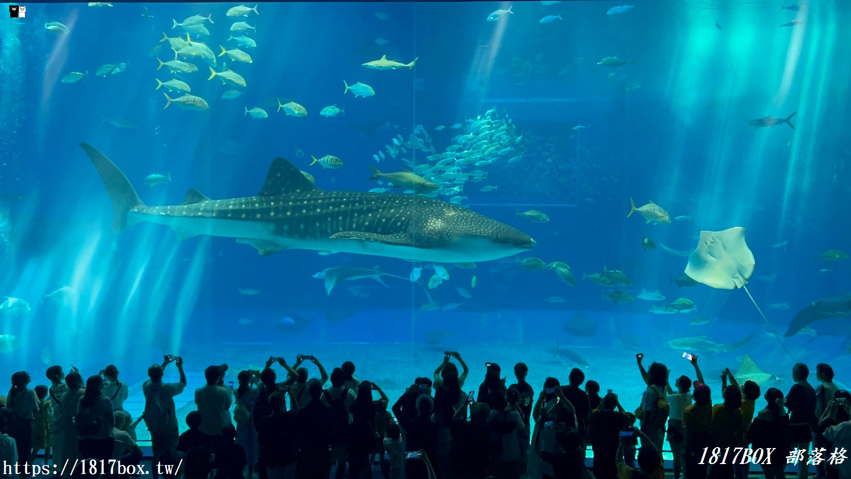 【沖繩景點】世界前三大水族館。沖繩美麗海水族館。沖繩親子遊景點首選