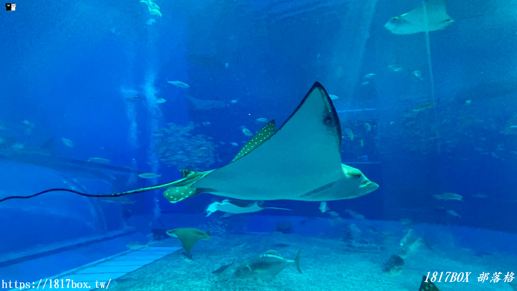 【沖繩景點】世界前三大水族館。沖繩美麗海水族館。沖繩親子遊景點首選