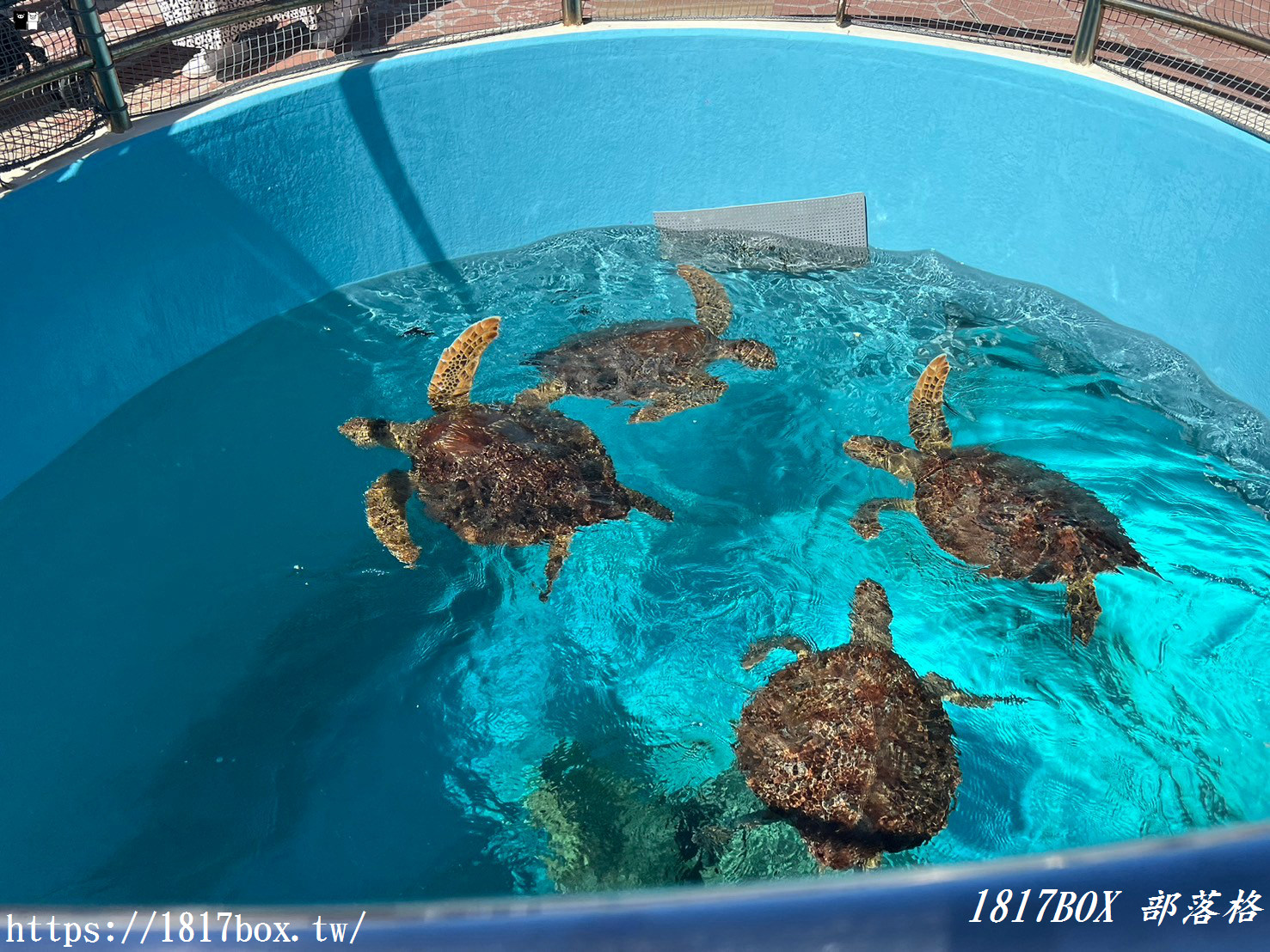 【沖繩景點】世界前三大水族館。沖繩美麗海水族館。沖繩親子遊景點首選