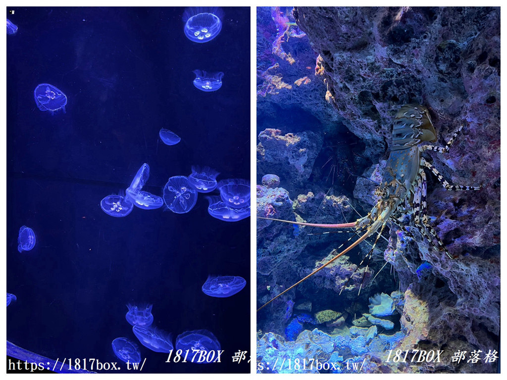 【沖繩景點】世界前三大水族館。沖繩美麗海水族館。沖繩親子遊景點首選