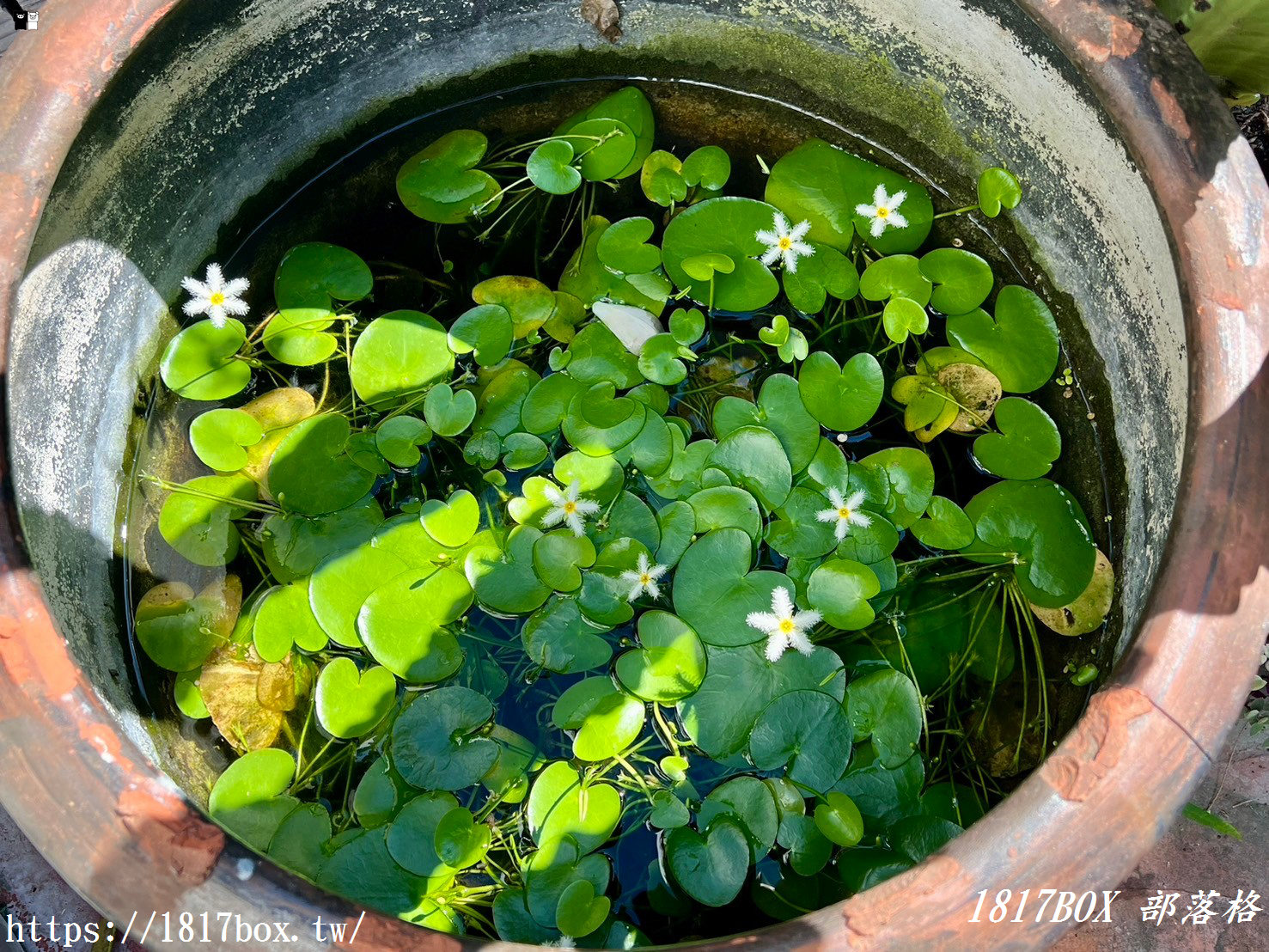 【彰化。田尾】荷蘭花園。多肉好好買。多肉植物。地中海花園