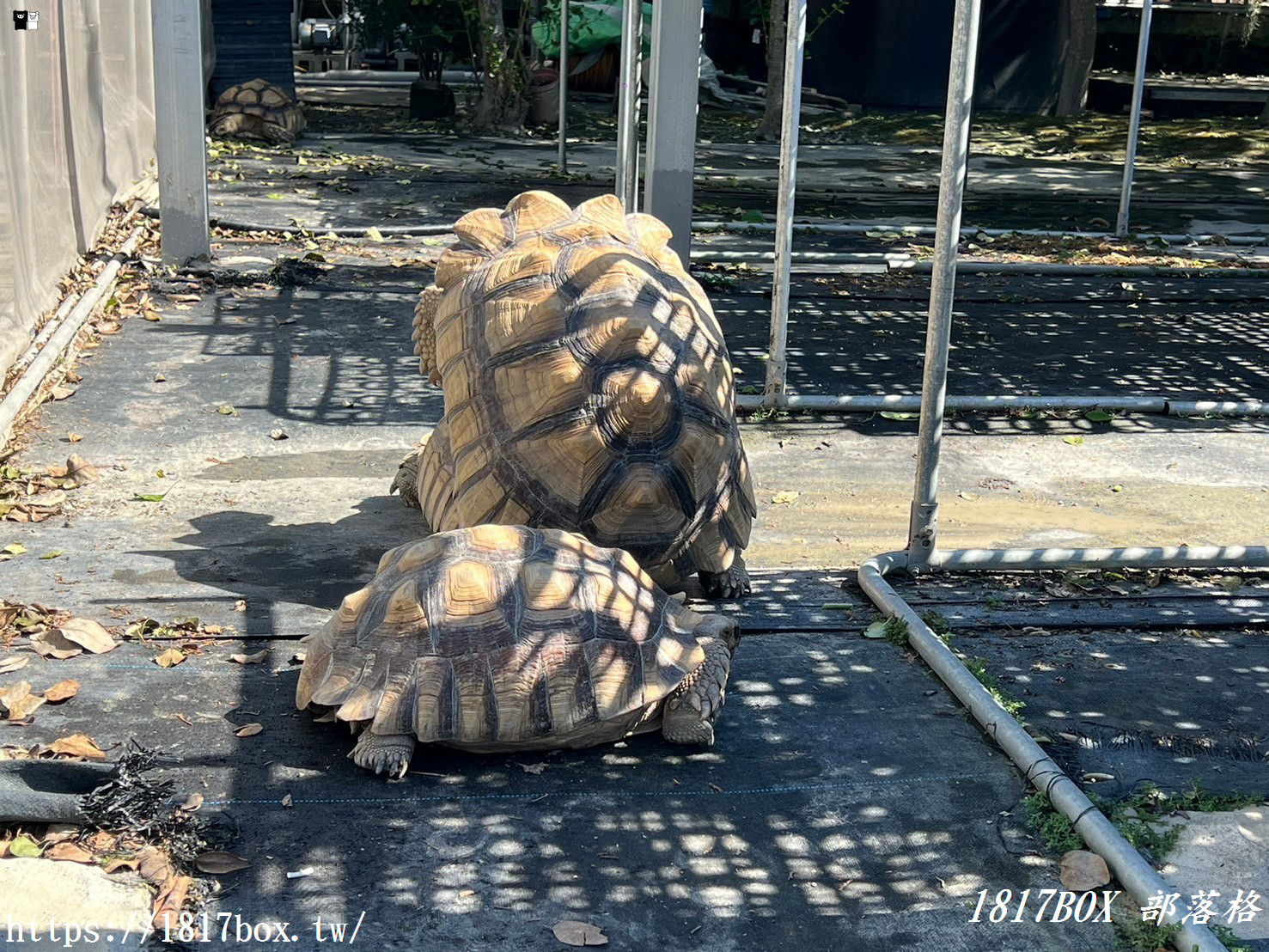 【彰化。田尾】荷蘭花園。多肉好好買。多肉植物。地中海花園