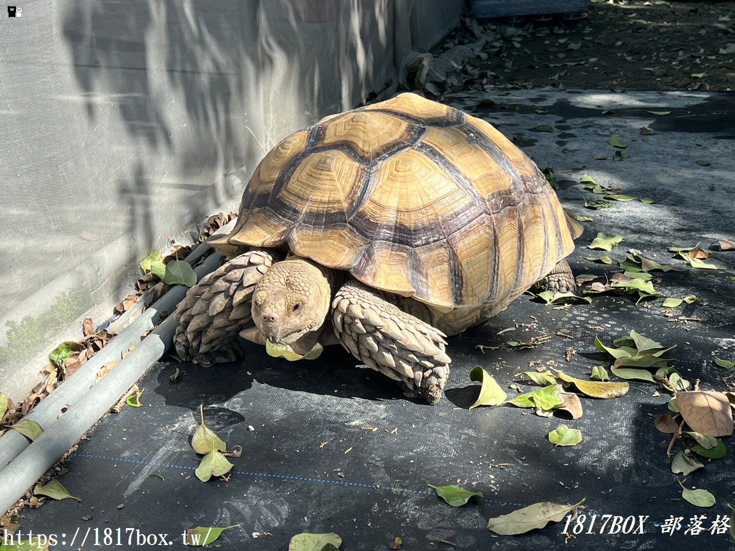 【彰化。田尾】荷蘭花園。多肉好好買。多肉植物。地中海花園