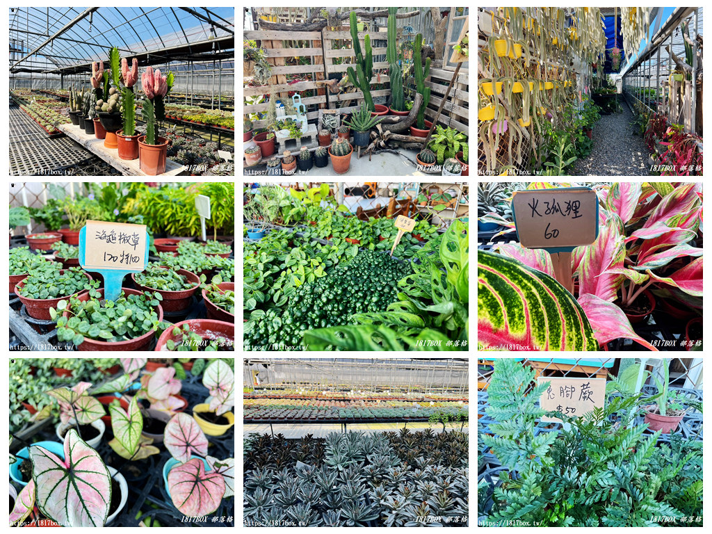 【彰化。田尾】荷蘭花園。多肉好好買。多肉植物。地中海花園