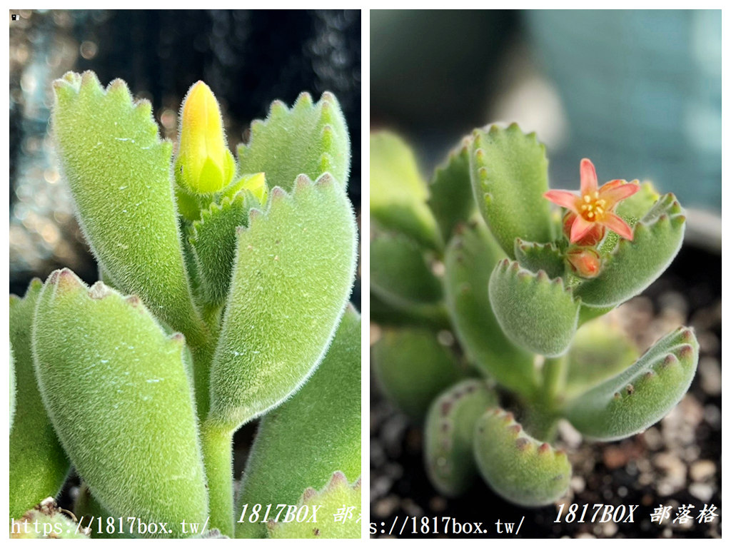 【彰化。田尾】荷蘭花園。多肉好好買。多肉植物。地中海花園