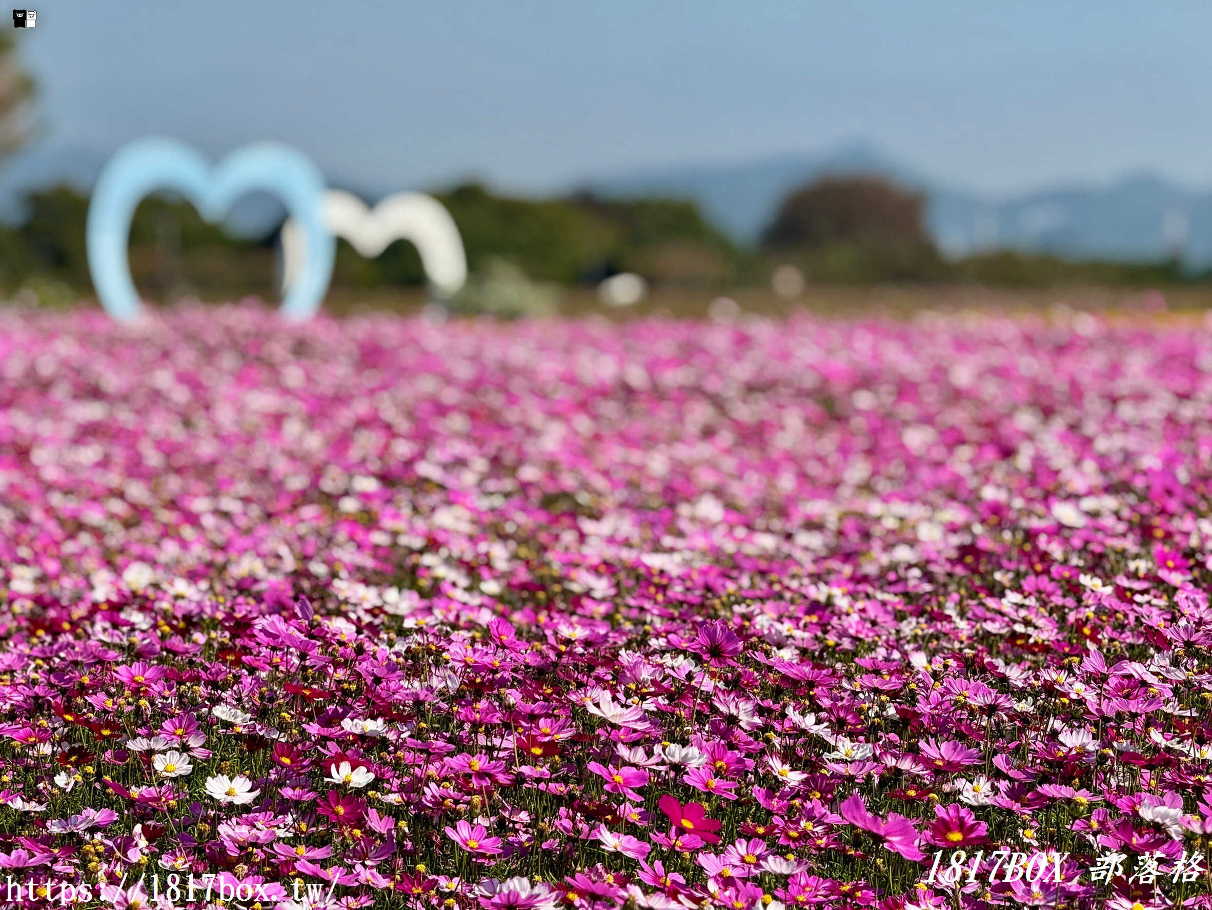 【台中。后里】后里環保公園。賞花、放風箏、野餐。空拍攝影分享