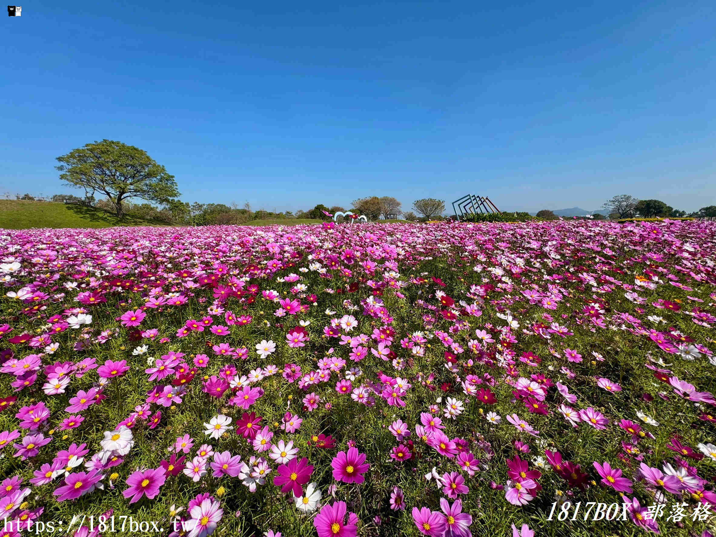 【台中。后里】后里環保公園。賞花、放風箏、野餐。空拍攝影分享