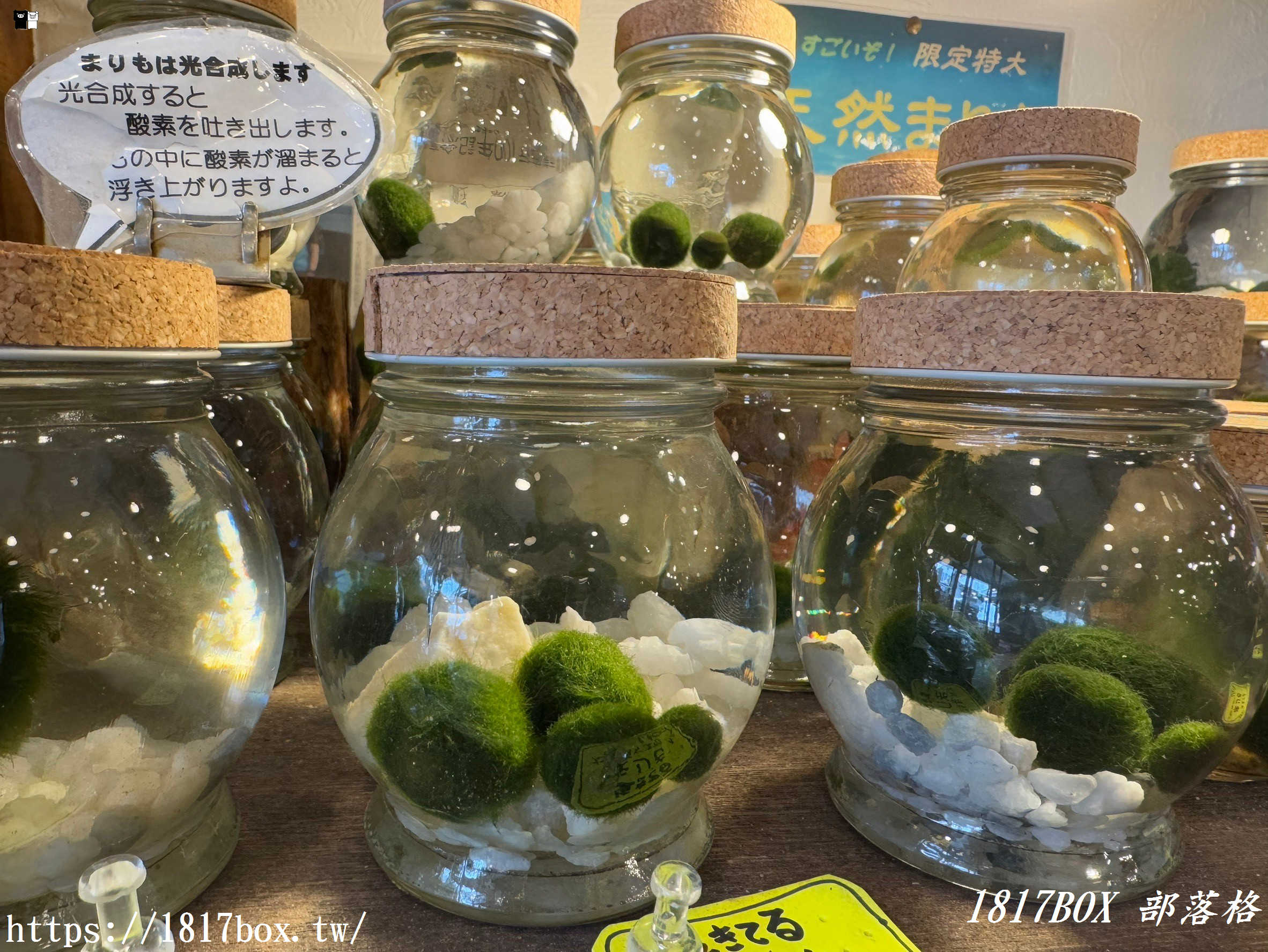 【北海道景點】阿寒湖愛努Kotan 。阿伊努文化。毬藻的棲息地。阿寒湖