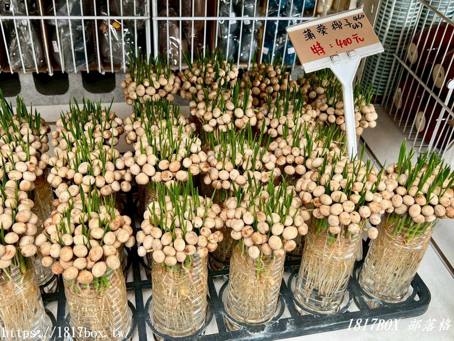 【彰化。田尾】長青園藝資材。位於田尾的園藝商店