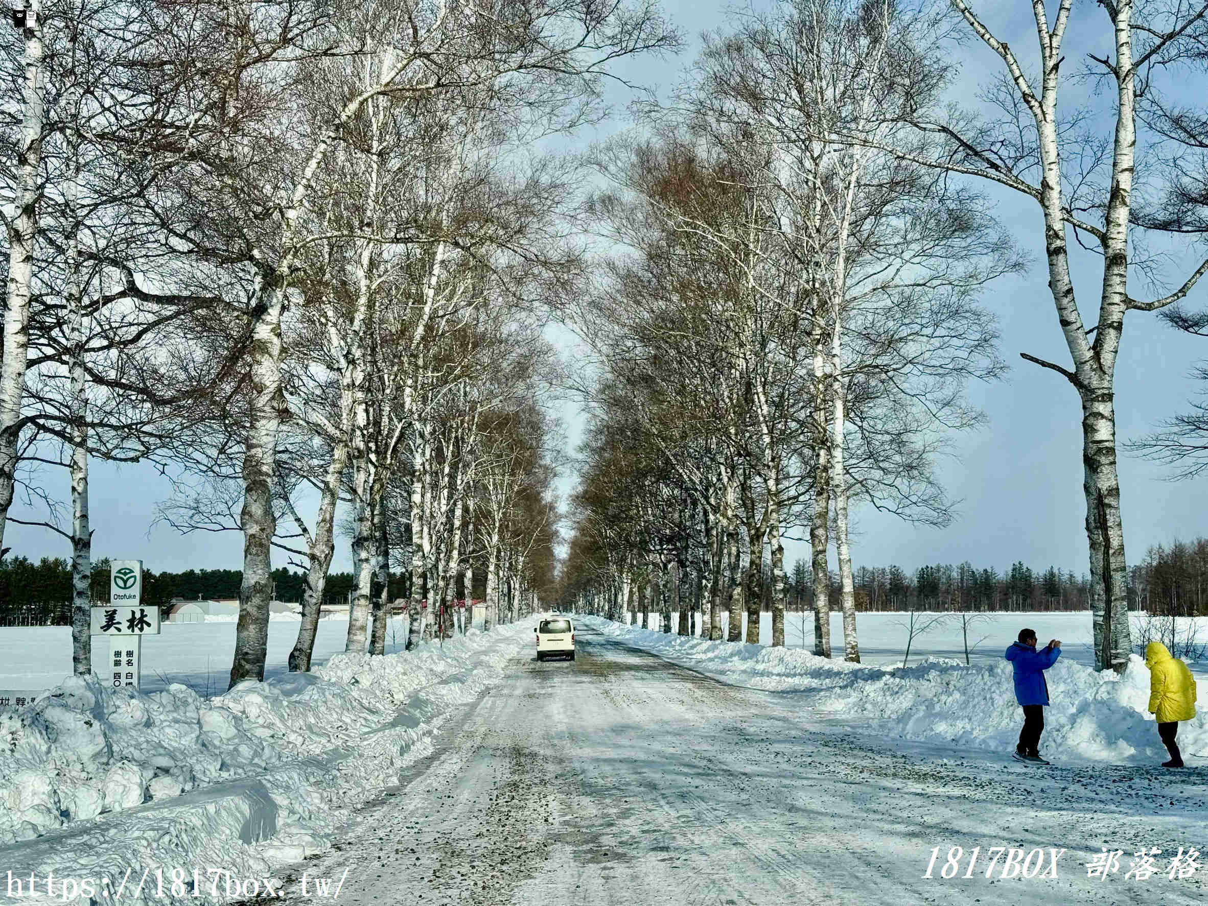 【北海道景點】十勝牧場 白樺並木道。走進日本電影和電視劇的拍攝場景