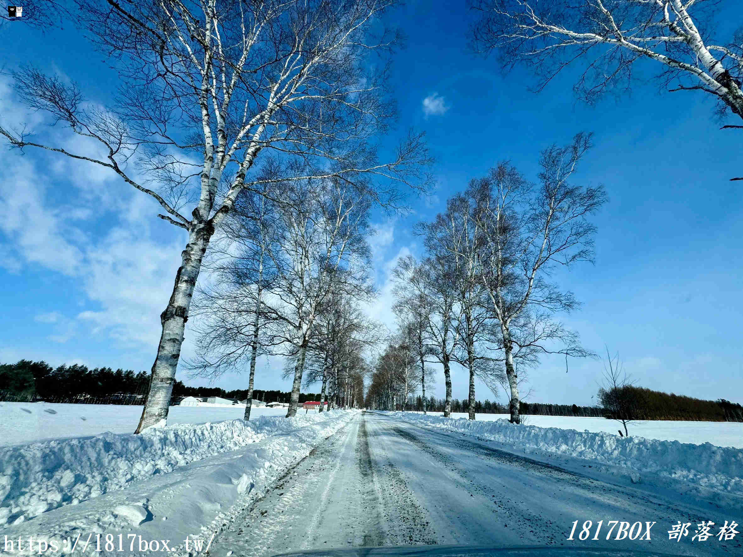 【北海道景點】十勝牧場 白樺並木道。走進日本電影和電視劇的拍攝場景