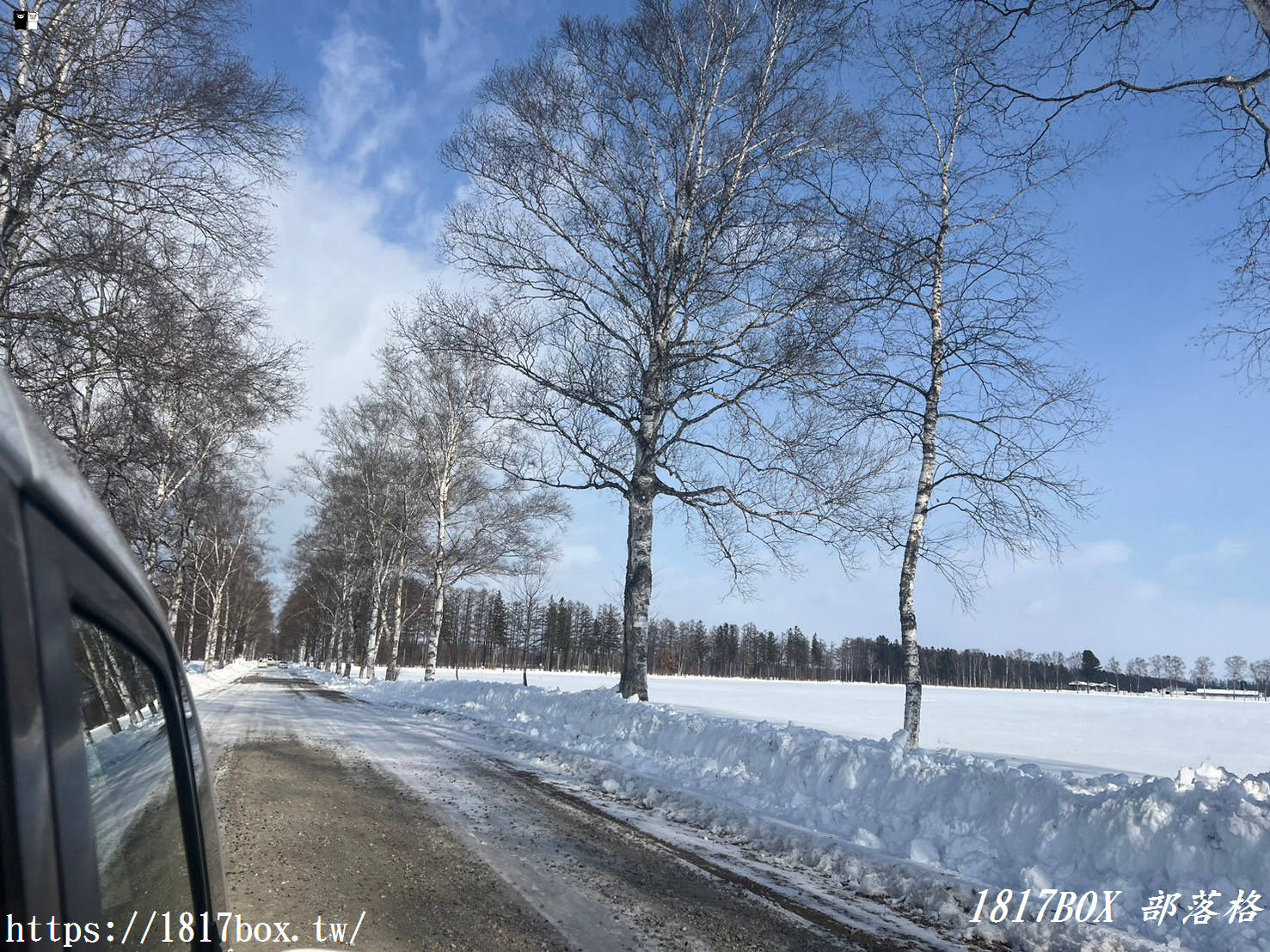 【北海道景點】十勝牧場 白樺並木道。走進日本電影和電視劇的拍攝場景