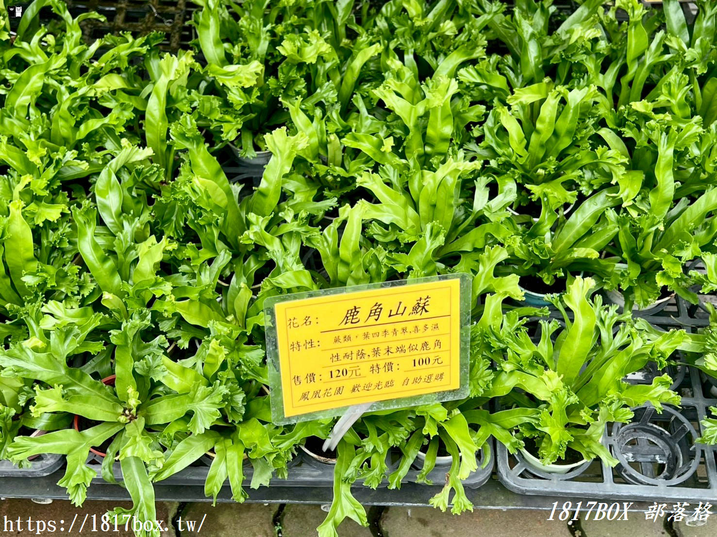 【彰化。田尾】田尾鳳凰花園。千坪戶外花園