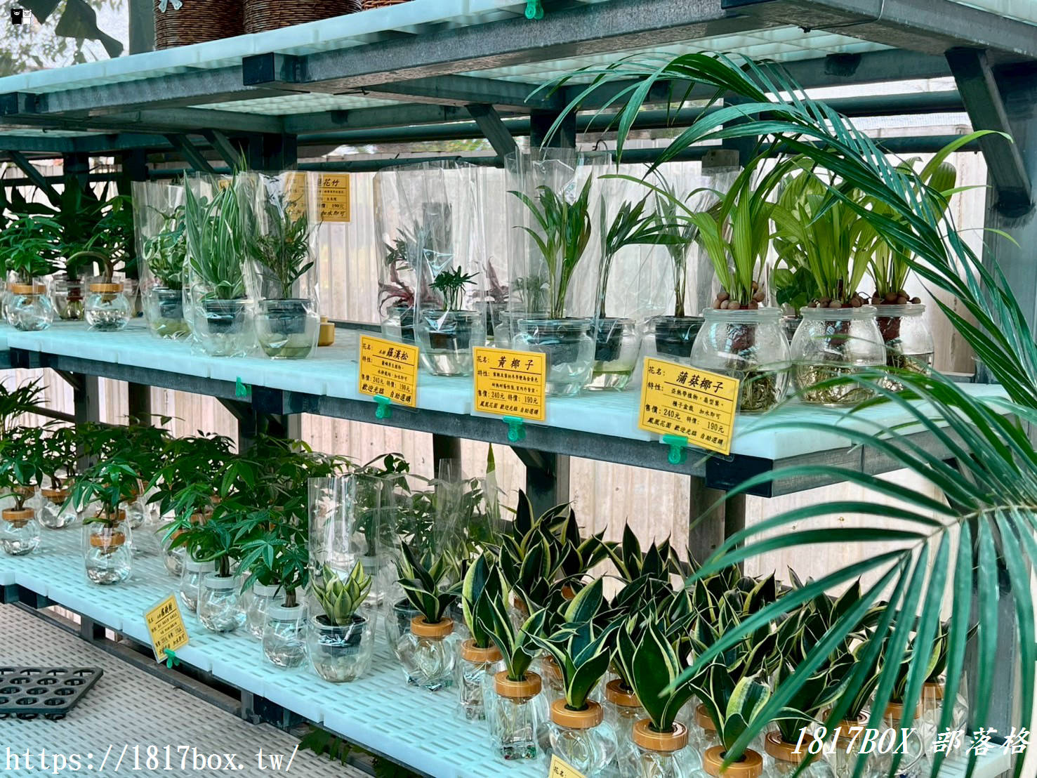 【彰化。田尾】田尾鳳凰花園。千坪戶外花園