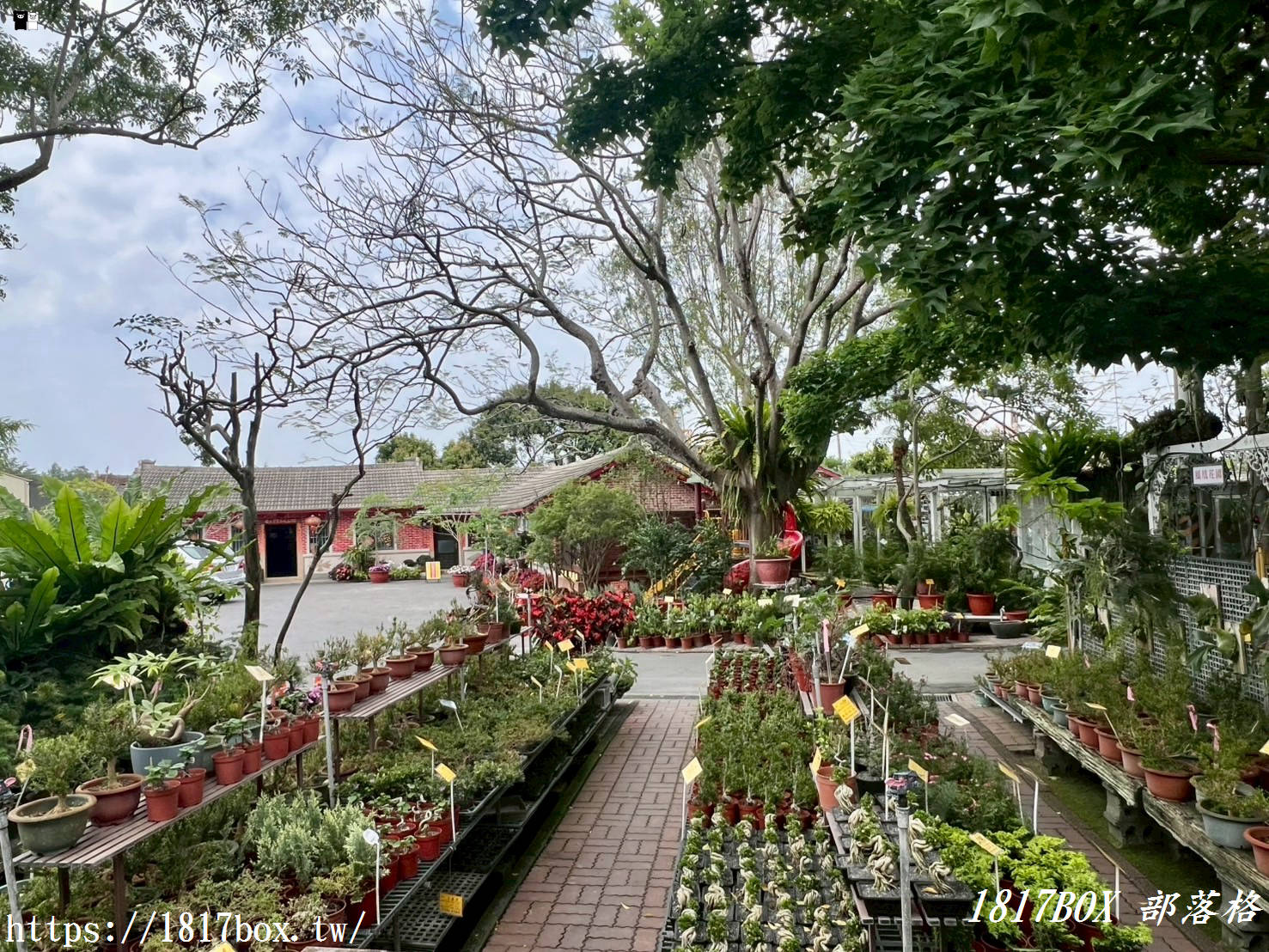 【彰化。田尾】田尾鳳凰花園。千坪戶外花園