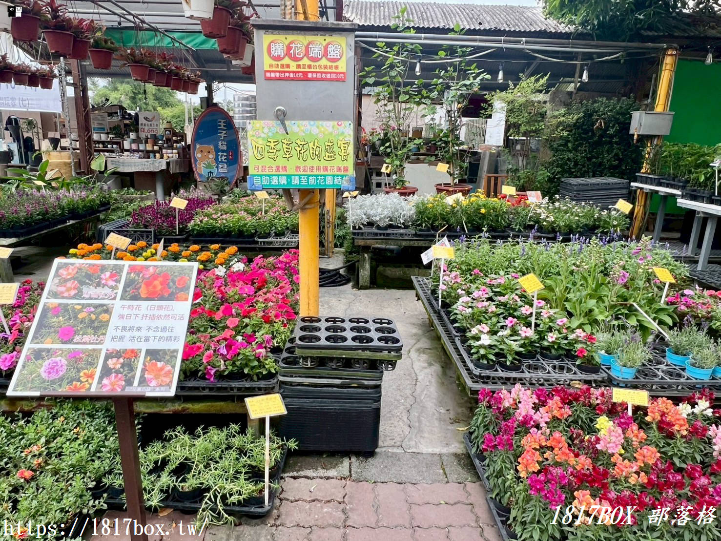 【彰化。田尾】田尾鳳凰花園。千坪戶外花園