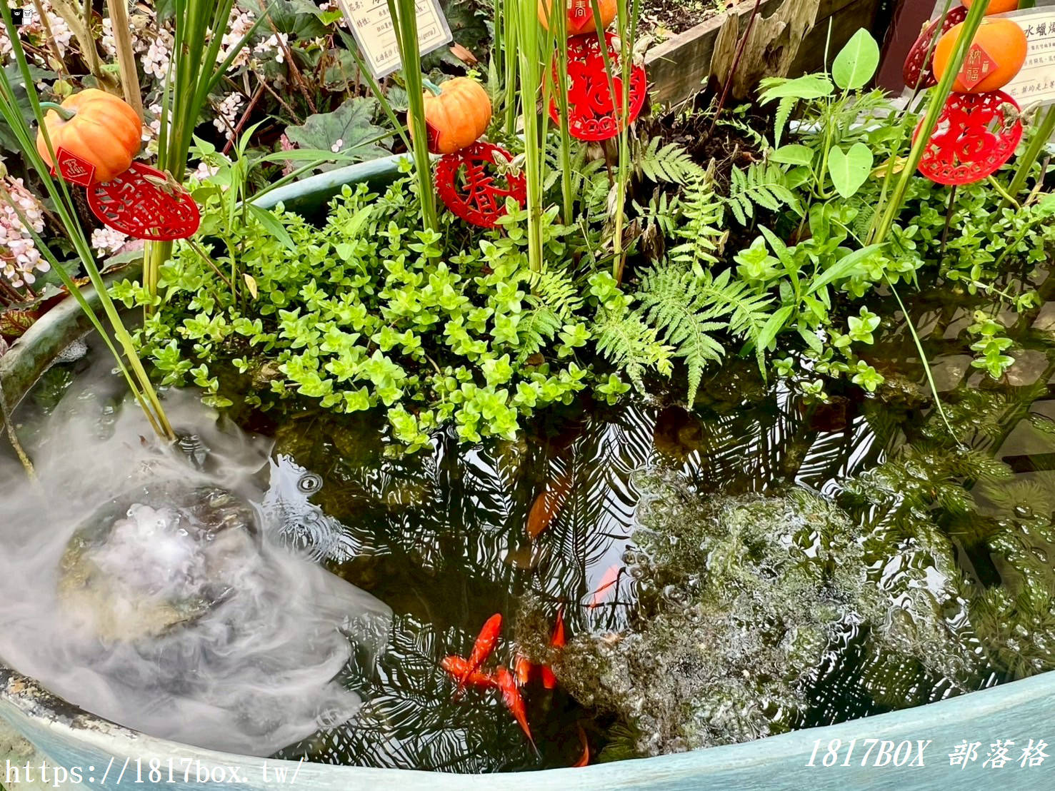 【彰化。田尾】田尾鳳凰花園。千坪戶外花園