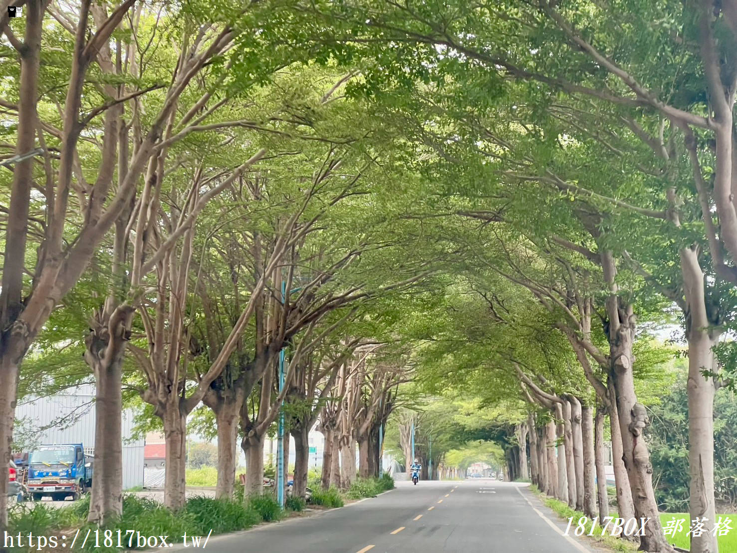 【彰化。秀水】龍騰公園。巨大的雙龍搶珠。順遊秀水綠色隧道
