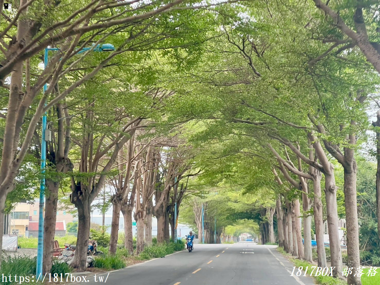 【彰化。秀水】龍騰公園。巨大的雙龍搶珠。順遊秀水綠色隧道