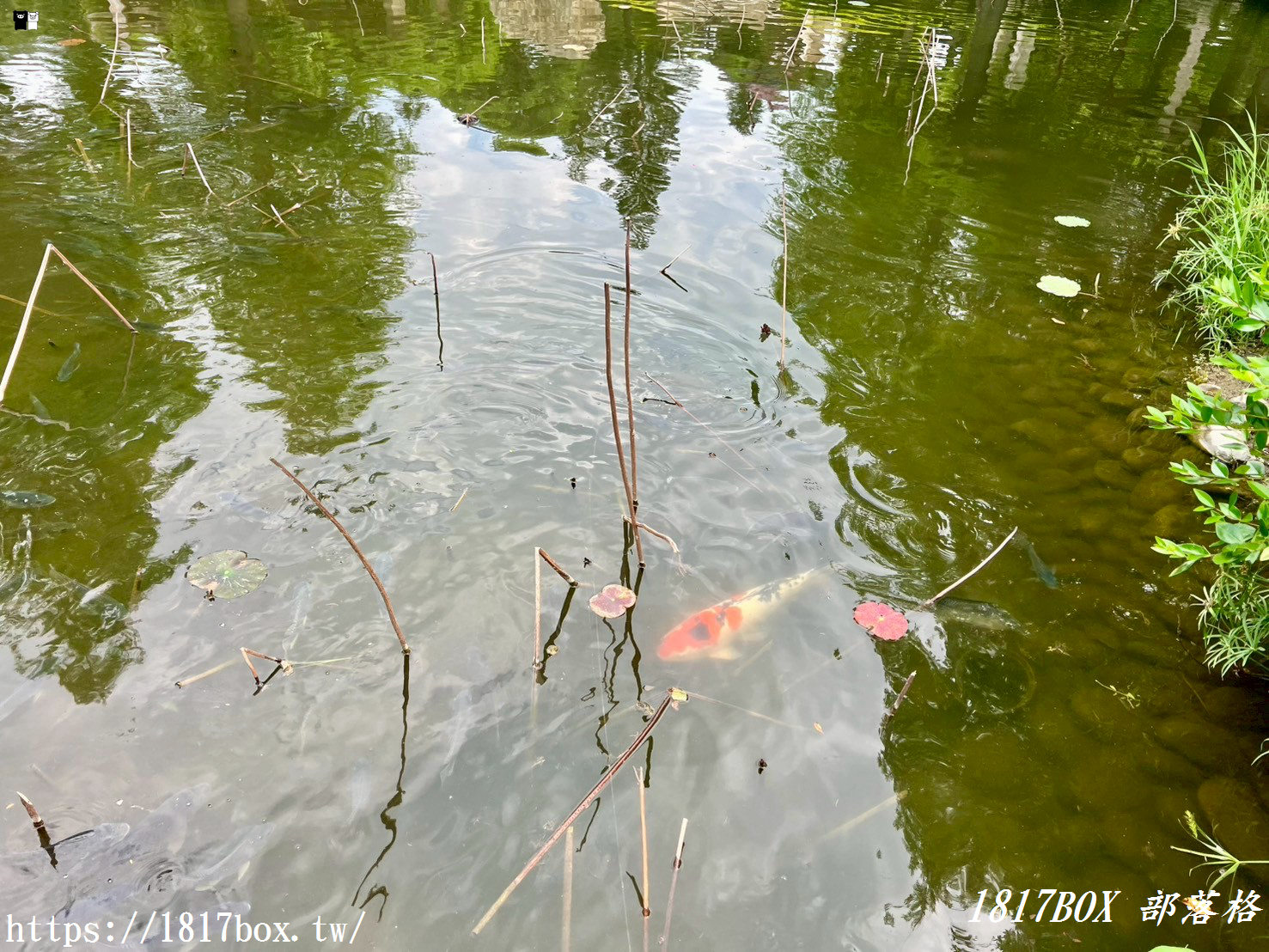 【彰化。秀水】龍騰公園。巨大的雙龍搶珠。順遊秀水綠色隧道