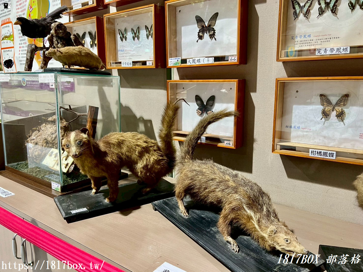 【彰化。社頭】清水岩生態展示中心。珍奇昆蟲標本展示