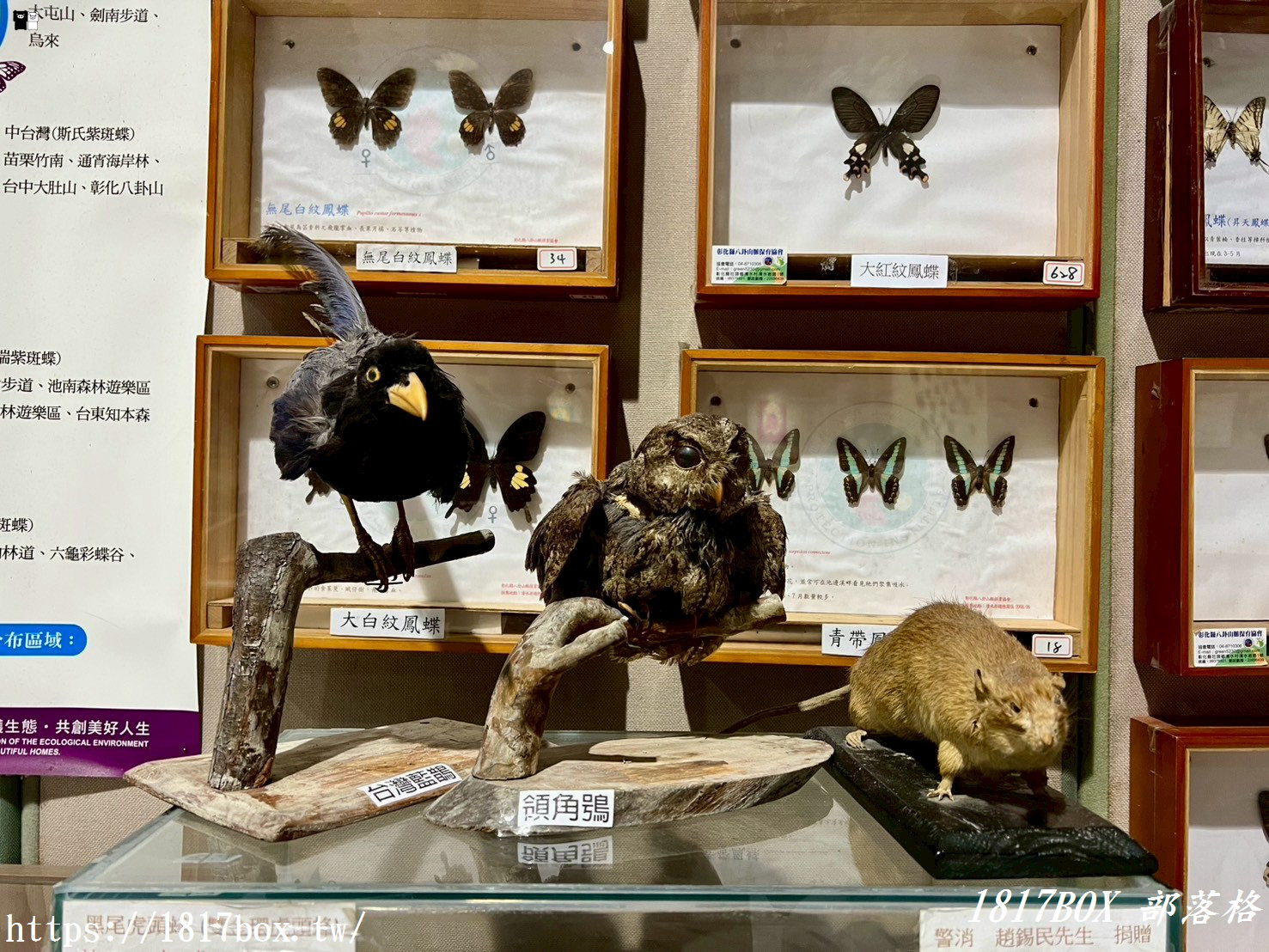【彰化。社頭】清水岩生態展示中心。珍奇昆蟲標本展示