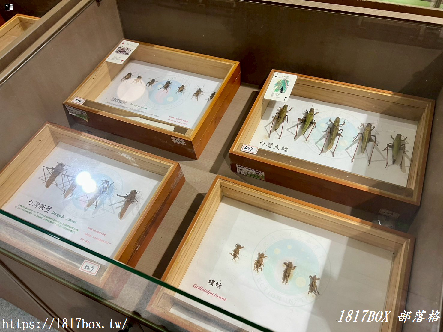 【彰化。社頭】清水岩生態展示中心。珍奇昆蟲標本展示