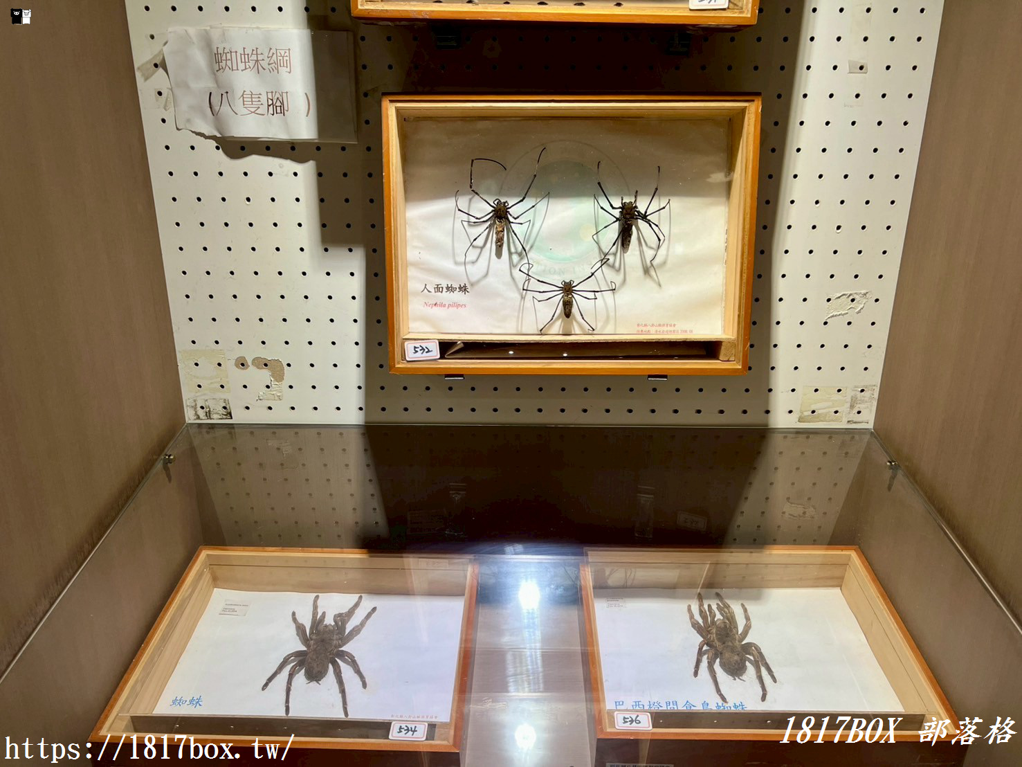 【彰化。社頭】清水岩生態展示中心。珍奇昆蟲標本展示
